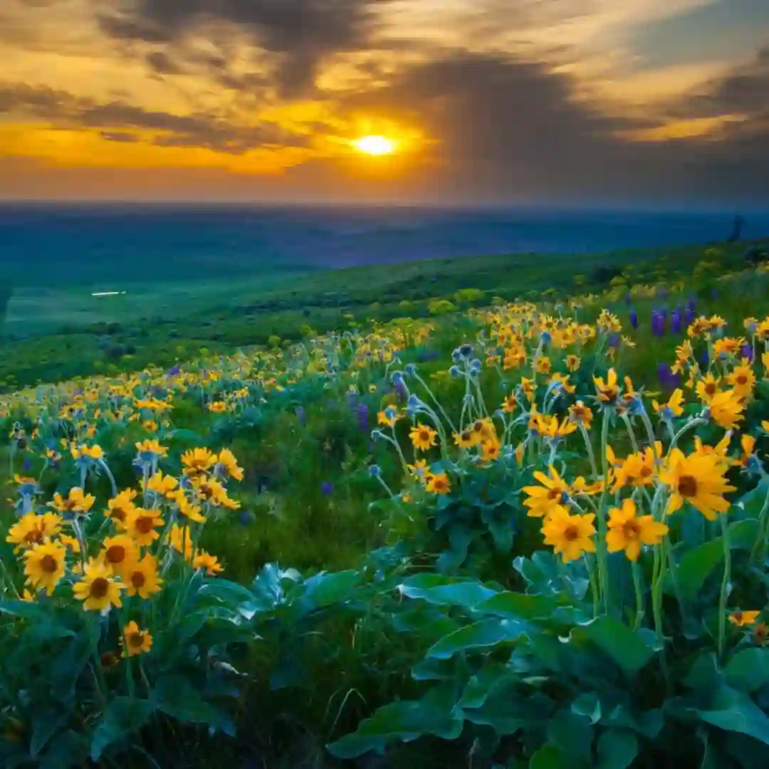 Valley of Flowers Trek - UNESCO Heritage Site Trek in Uttarakhand with TripPlanning.in