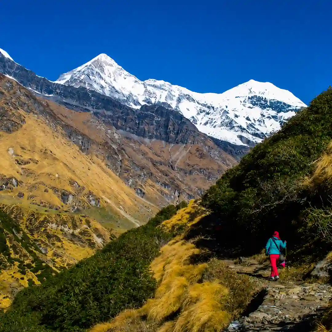 Pindari Glacier Trek - Most Accessible Glacier Trek in Kumaon Himalayas, Uttarakhand